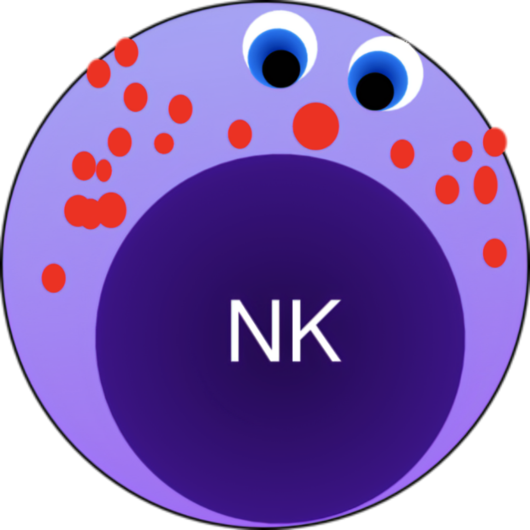NK细胞 NK细胞
