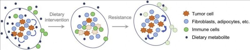 饮食干预后肿瘤细胞和基质细胞之间的代谢相互作用