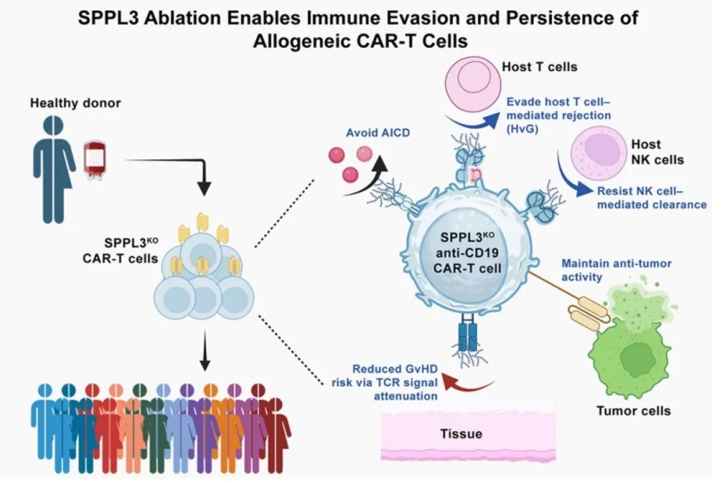 SPPL3 CAR-T