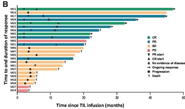 TIL细胞疗法联合低剂量白介素2治疗黑色素瘤的数据
