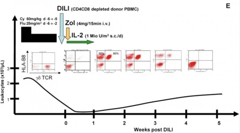 γδT细胞治疗白血病的数据