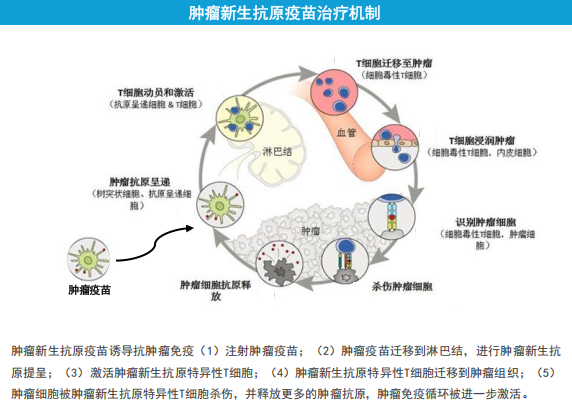 LK101的作用机制