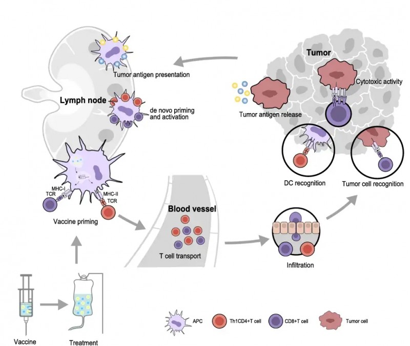 癌症疫苗重磅突破！从“通用型”到“私人订