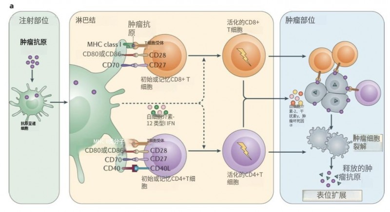 别再只知道手术放化疗了，癌症疫苗时代已经