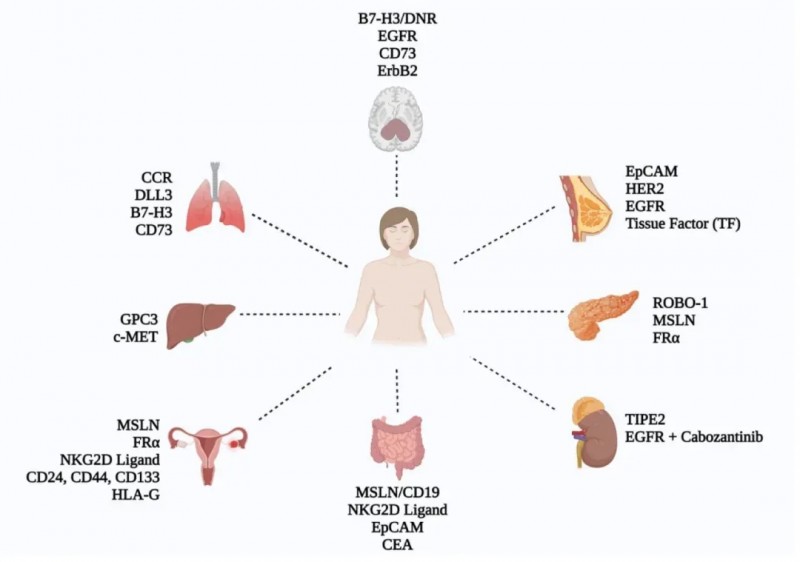 CAR-NK细胞疗法的在研靶点