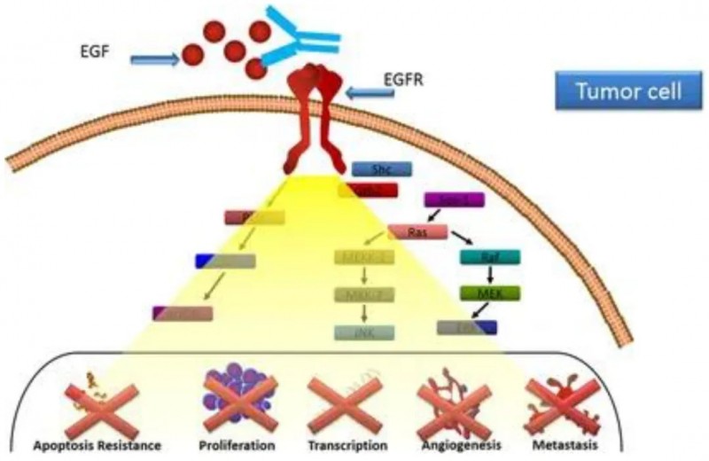 古巴肺癌疫苗的机制