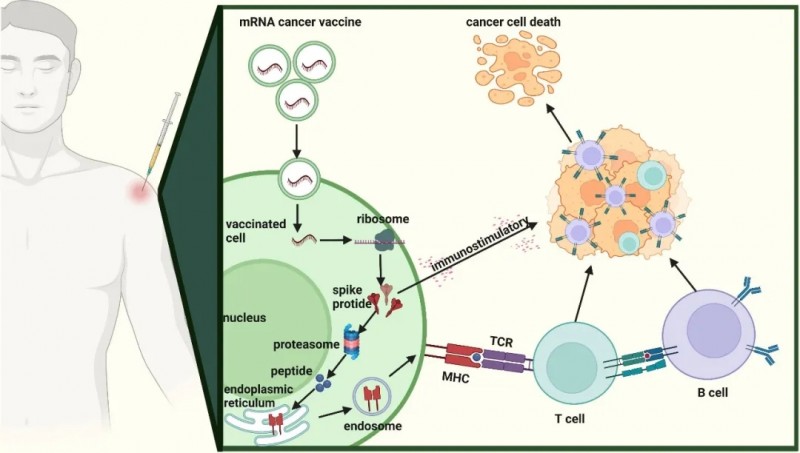 2025年硬核成绩单!十大国研mRNA疫