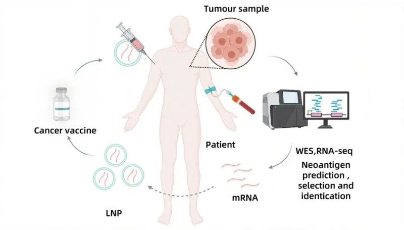 STR-V005疫苗的治疗流程