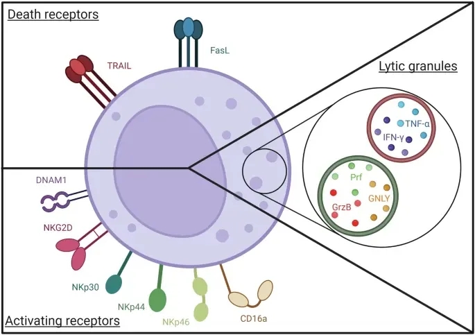 NK细胞的细胞毒性武器库