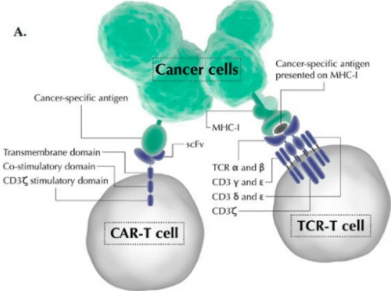 TCRT细胞疗法的原理