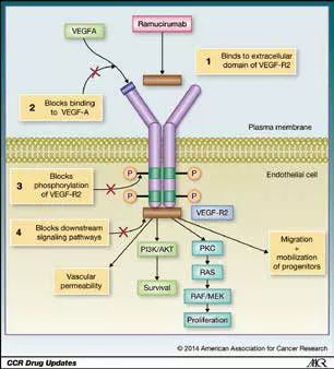 雷莫芦单抗分子 雷莫芦单抗分子