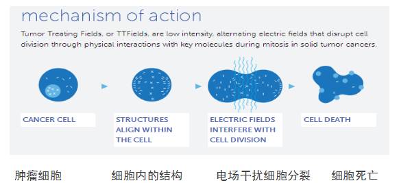 电场可以通过抑制细胞分裂的方法，产生抗癌效果