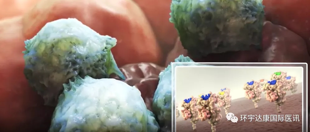 TCR-T疗法ADP-A2M4CD8 细胞 TCR-T疗法ADP-A2M4CD8 细胞