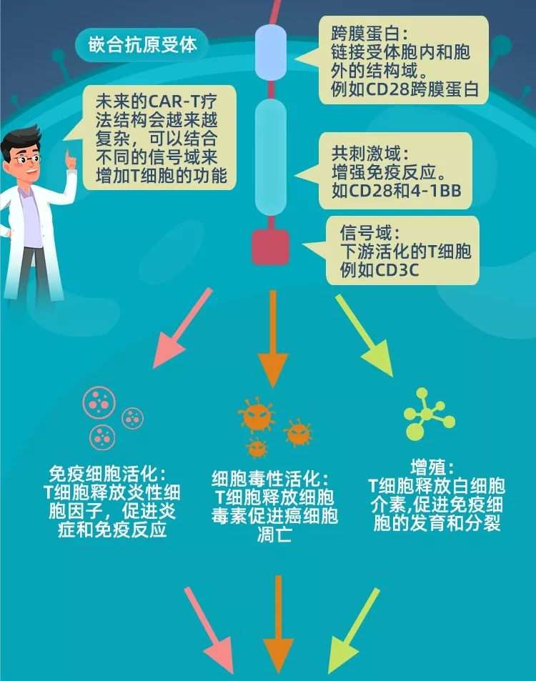 CAR-T疗法 CAR-T疗法