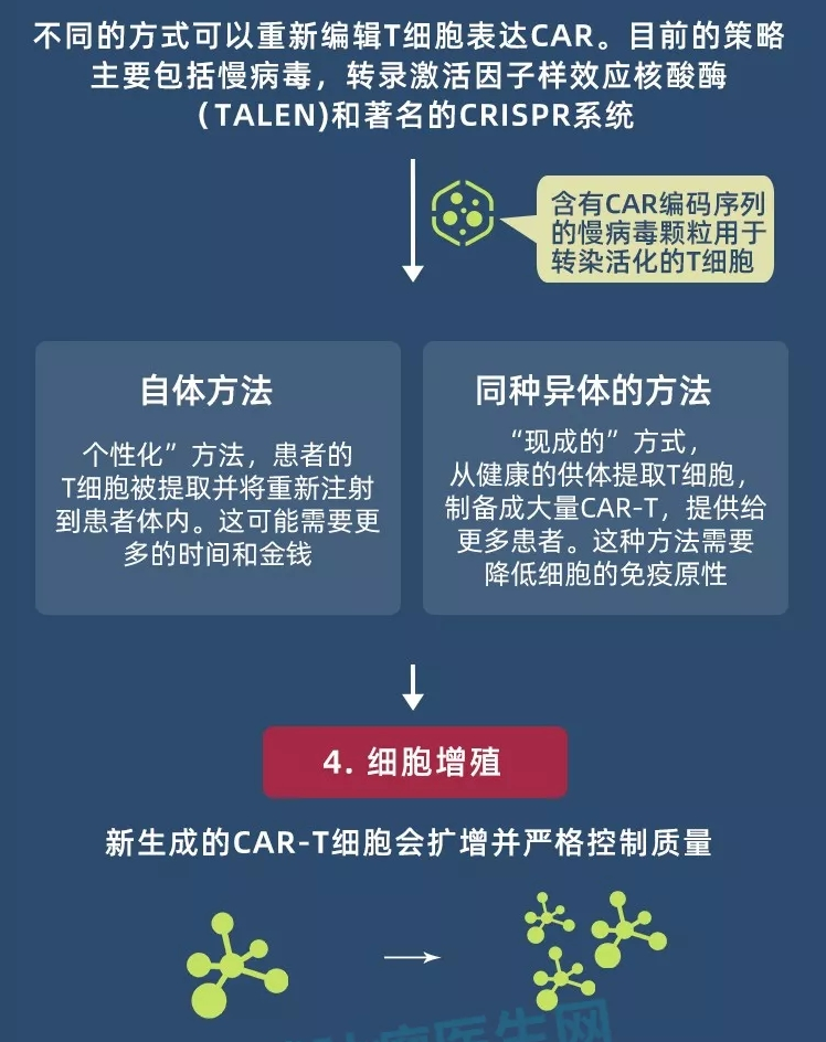 CAR-T细胞制备 CAR-T细胞制备