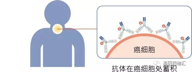 抗体在癌细胞处蓄积