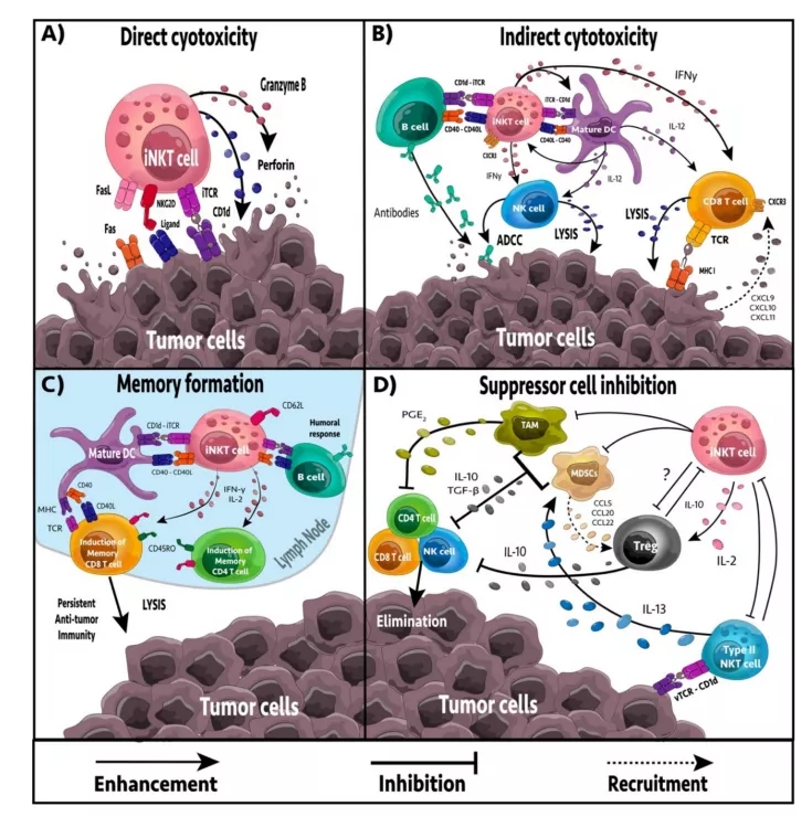 iNKT细胞介导的抗肿瘤作用 iNKT细胞介导的抗肿瘤作用