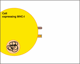 NK细胞免疫疗法 NK细胞免疫疗法