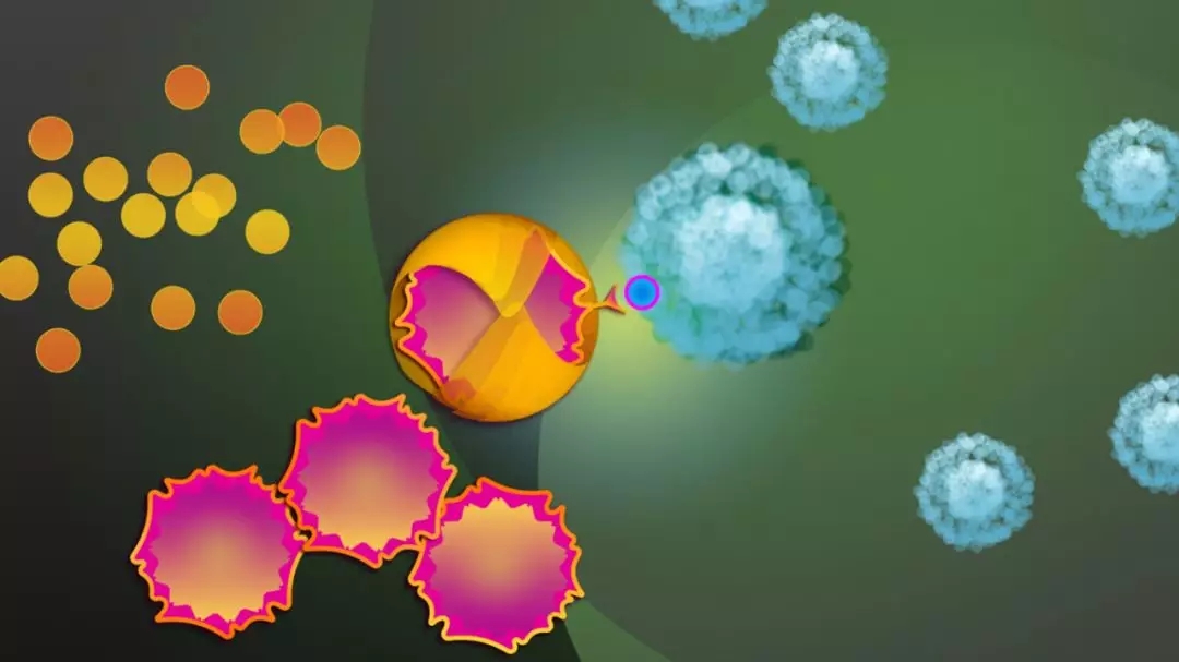 CD19 CAR-NK细胞疗法 CD19 CAR-NK细胞疗法