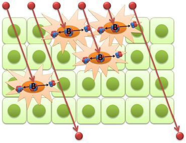 硼中子俘获疗法 硼中子俘获疗法
