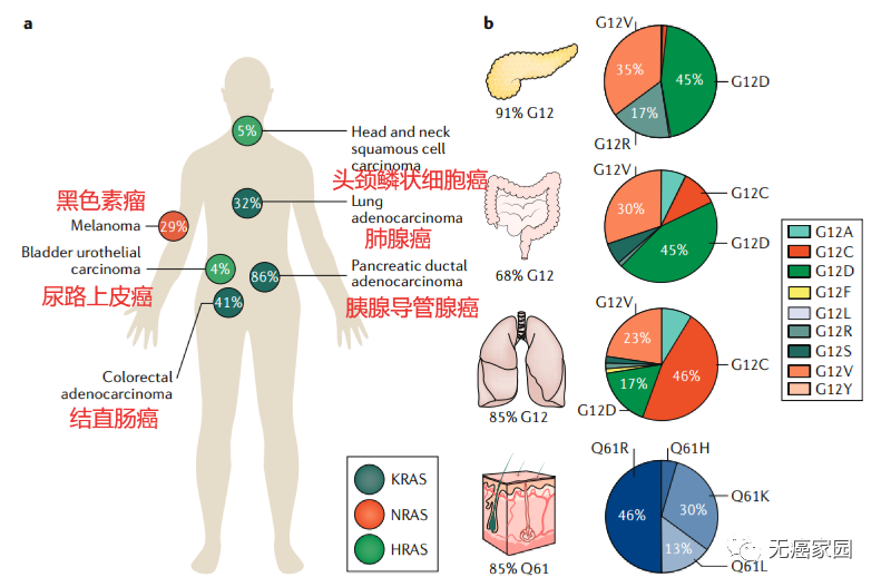 人类癌症中RAS基因突变的频率和分布 人类癌症中RAS基因突变的频率和分布