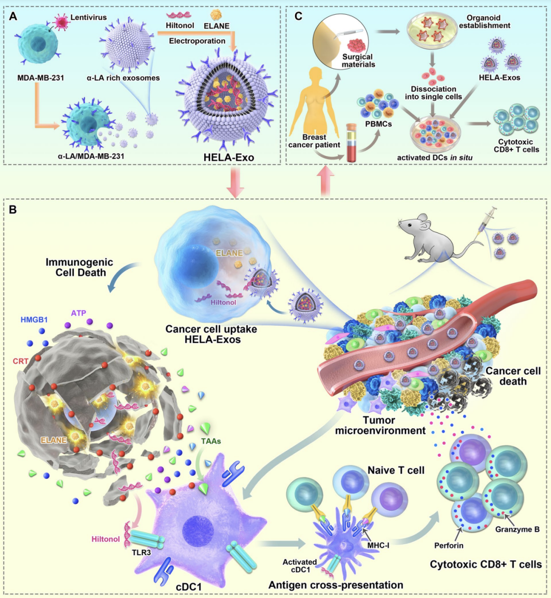 抗癌疫苗治疗示意图 抗癌疫苗治疗示意图