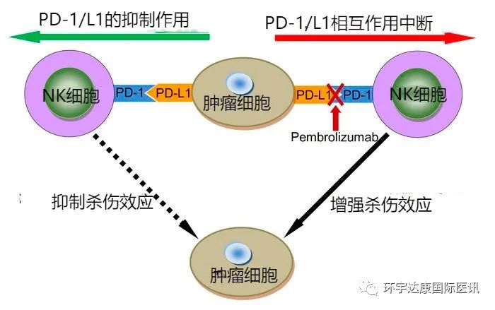 NK细胞和PD-1/PD-L1的关系.jpg NK细胞和PD-1/PD-L1的关系.jpg