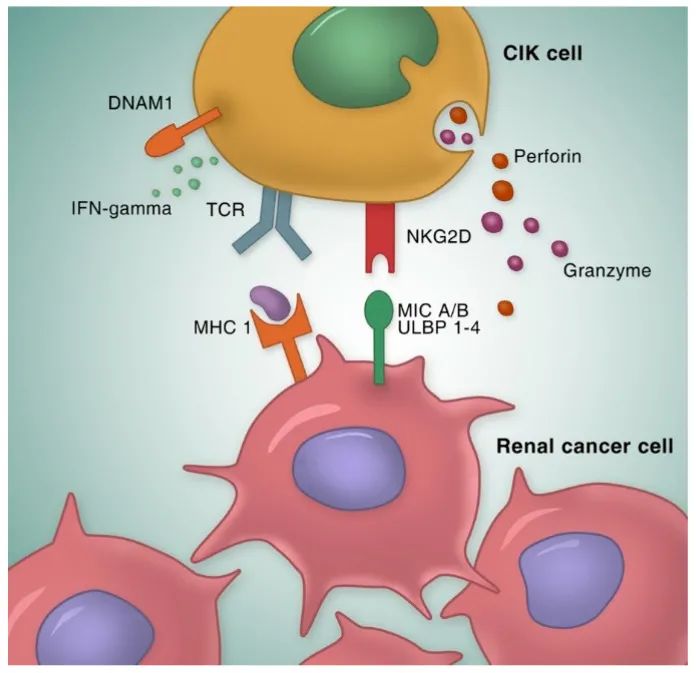 CIK细胞机制 CIK细胞机制