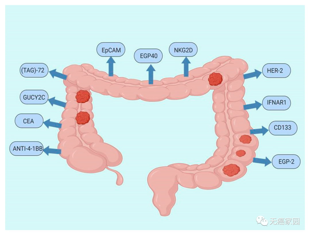 结直肠癌CAR-T细胞疗法的靶点