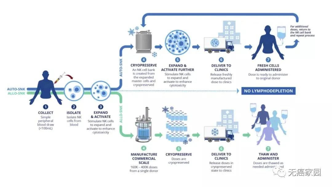 NK细胞疗法治疗流程 NK细胞疗法治疗流程