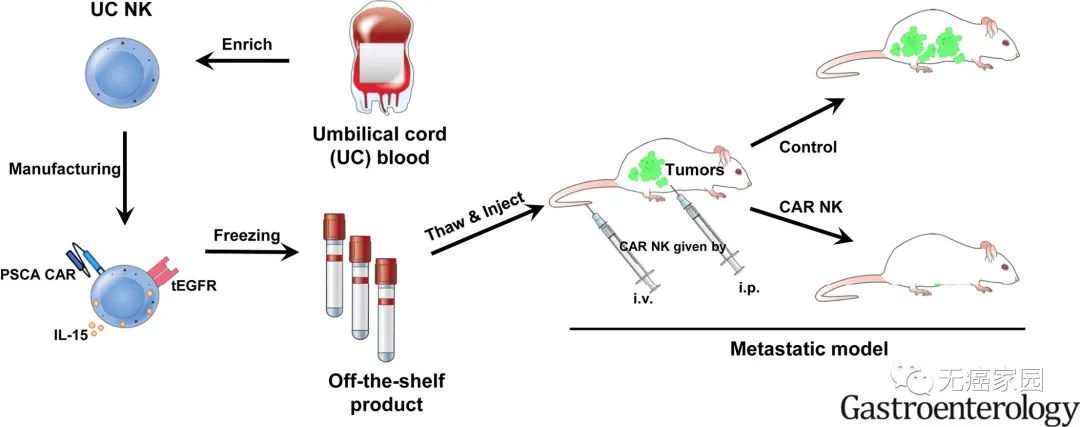CYTO NK-203试验流程 CYTO NK-203试验流程