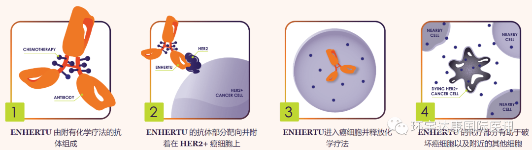 ENHERTU治疗原理