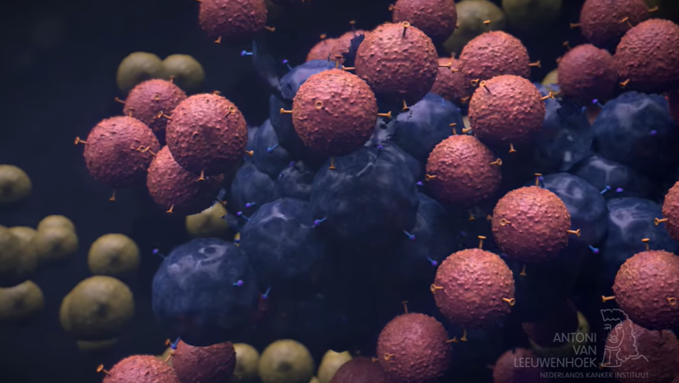 免疫细胞 免疫细胞