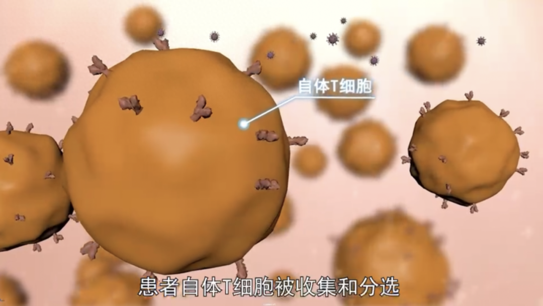 T细胞