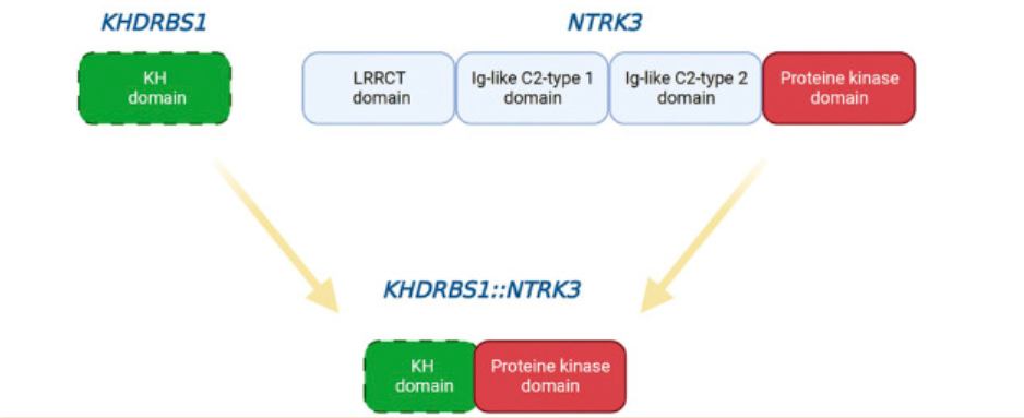 NTRK3融合基因