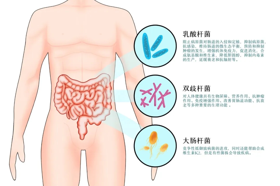 益生菌竟能辅助抗癌,延长生存期、降低化疗