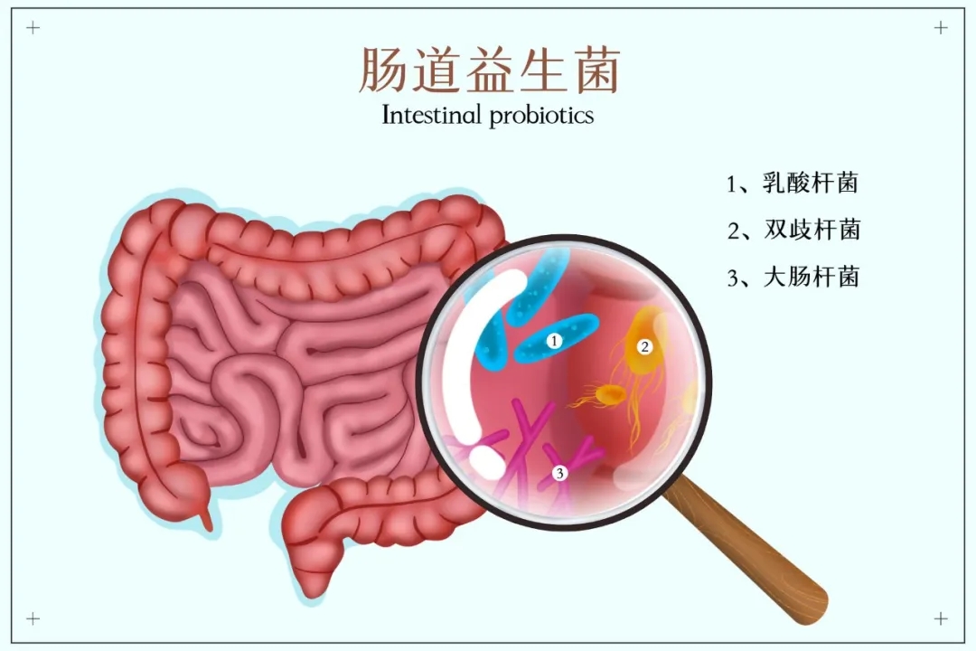 益生菌凭实力出圈!开启肺癌、肝癌等全新抗