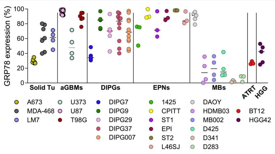 GRP78在实体瘤细胞表面的表达