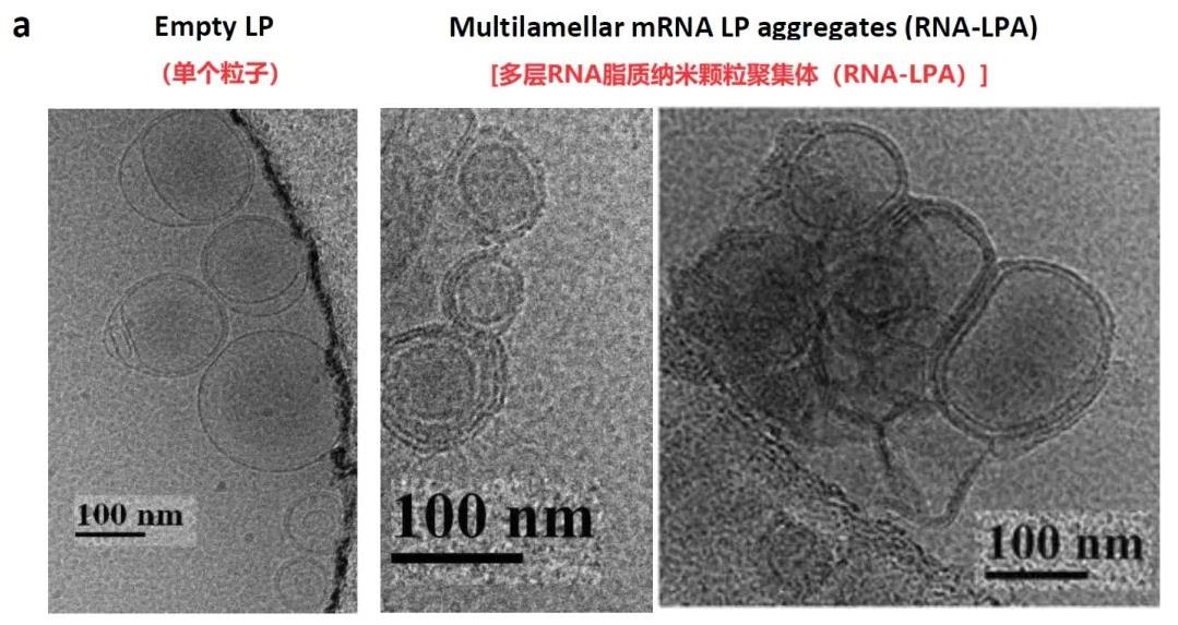 RNA-LPA疫苗治疗脑胶质瘤的效果