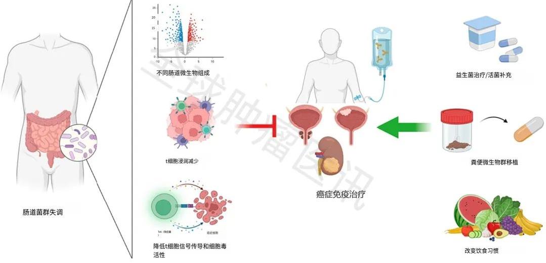 2024 ASCO:肠道菌群完成双杀,提