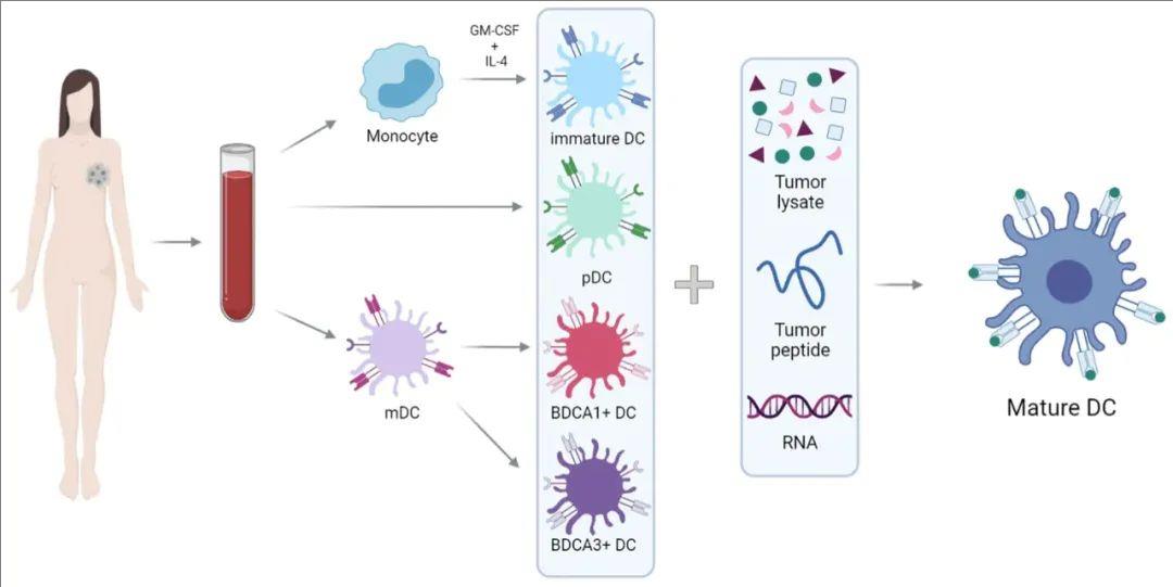 生存期从13个月飙高至5年!树突细胞疫苗