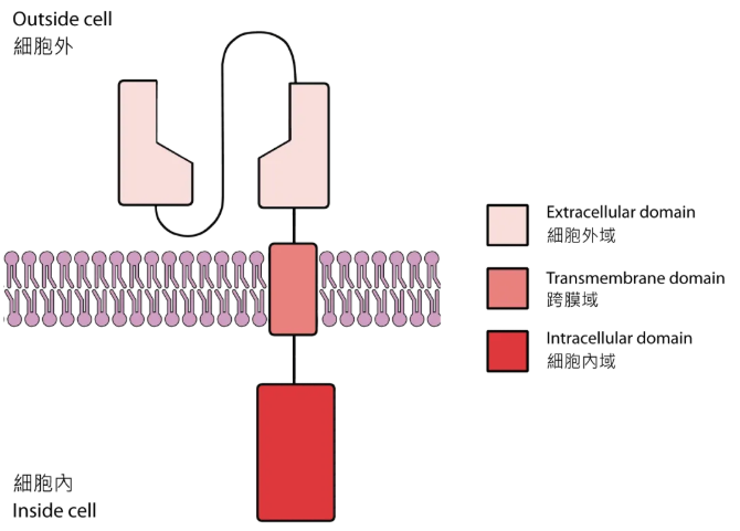 嵌合抗原受体（CAR）的结构
