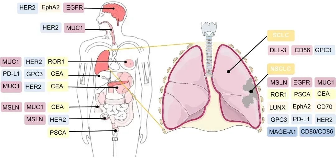 CART细胞疗法的潜在治疗靶点